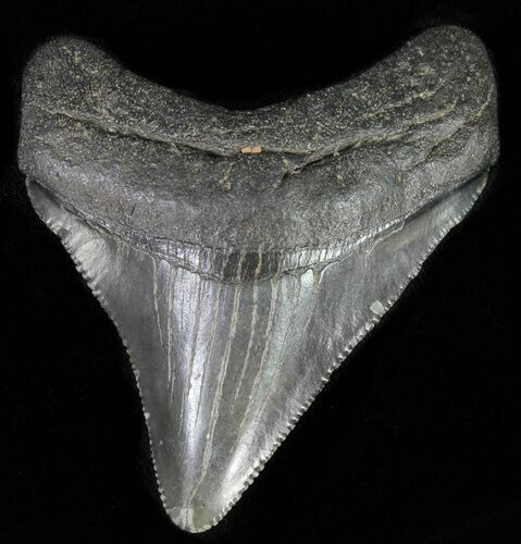 Juvenile Megalodon Tooth - Serrated Blade #62121
